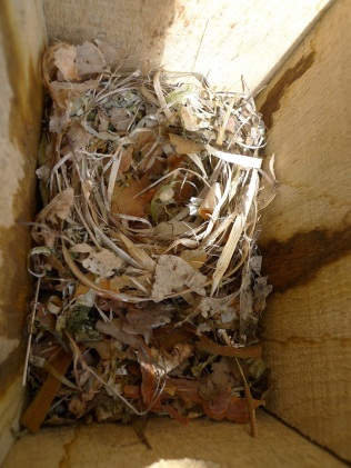 A pied flycatcher nest