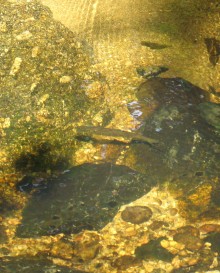 A young trout enjoying a sunny spot in the River Bovey