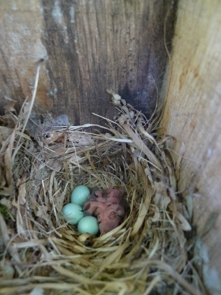 The exact date the Pied Flycatcher chicks hatch is recorded