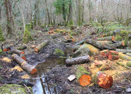 Bovey Valley logs