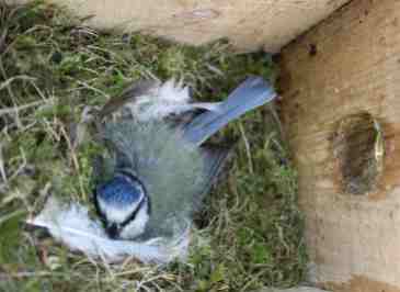 A blue tit incubating eggs - found in a dormouse nest box near the Vinnimore farmstead
