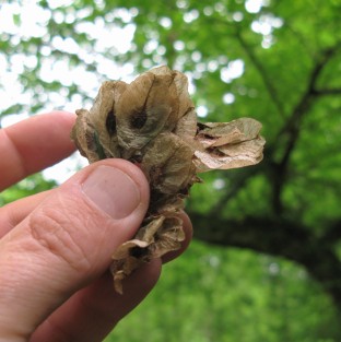 Collecting and germinating elm seeds - Is this the future of elm trees in the Bovey Valley?
