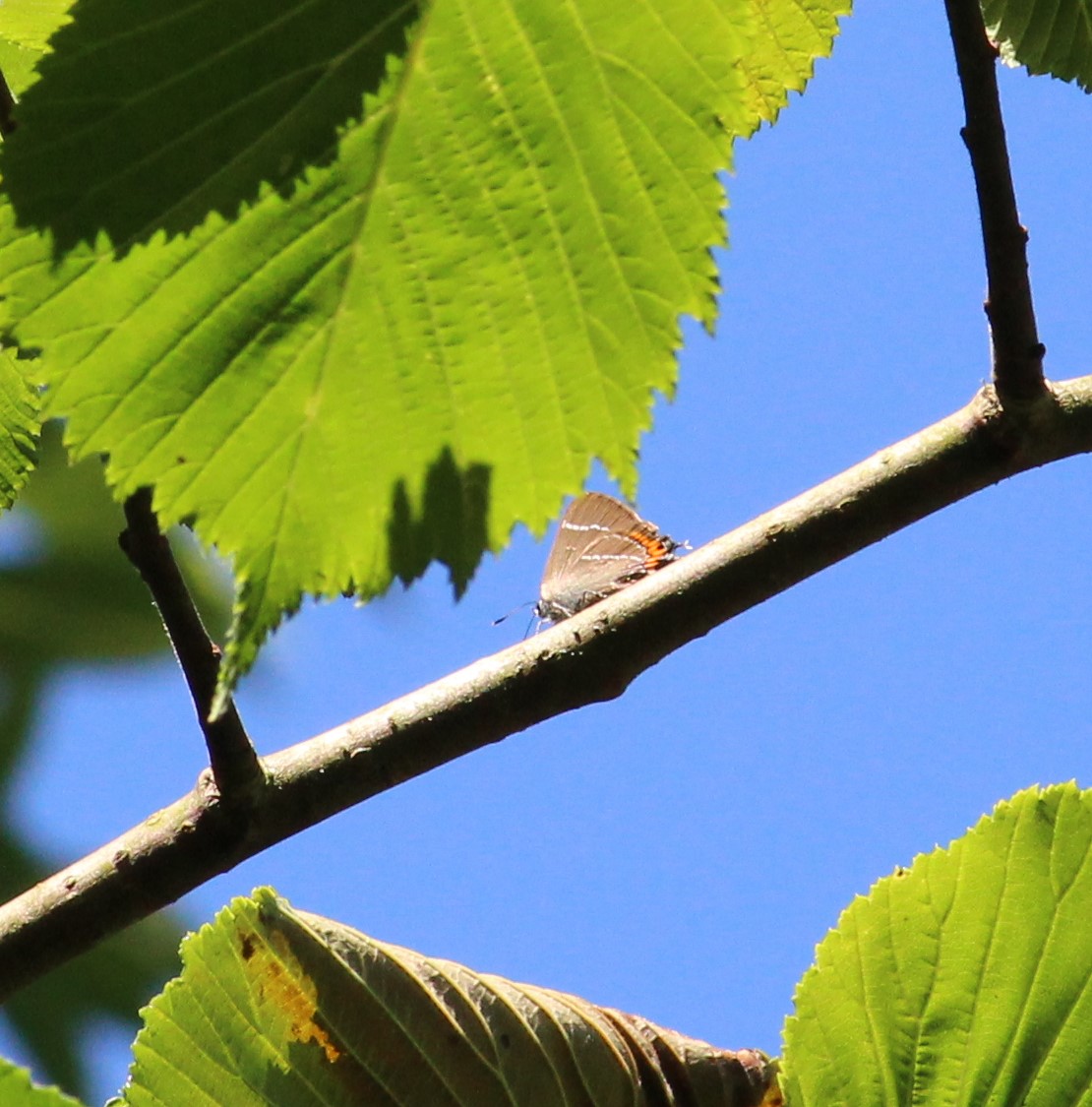 White-letter hairstreak on a wych elm twig