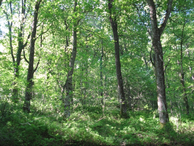 Ancient oak woods of East Dartmoor