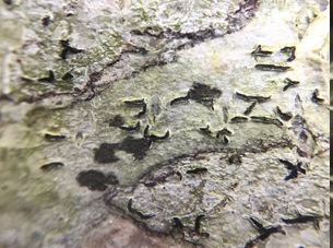 A crustose lichen that looks like hand-written script usually found on the smooth bark of trees