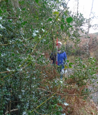 Survey photographs by our volunteers show the difference in holly density before and after management.